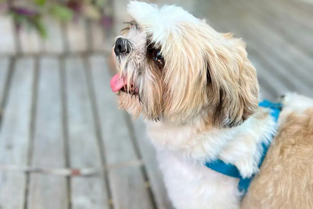 Photo - Pousada Villegaignon