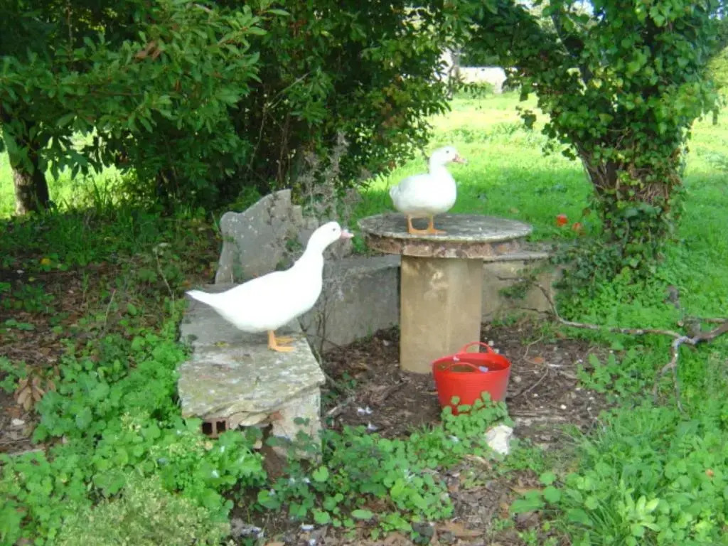 Foto - Quinta Do Scoto