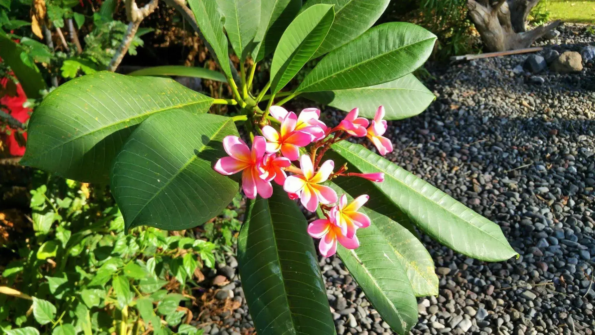 Foto - ALOKA BAHARI Villas