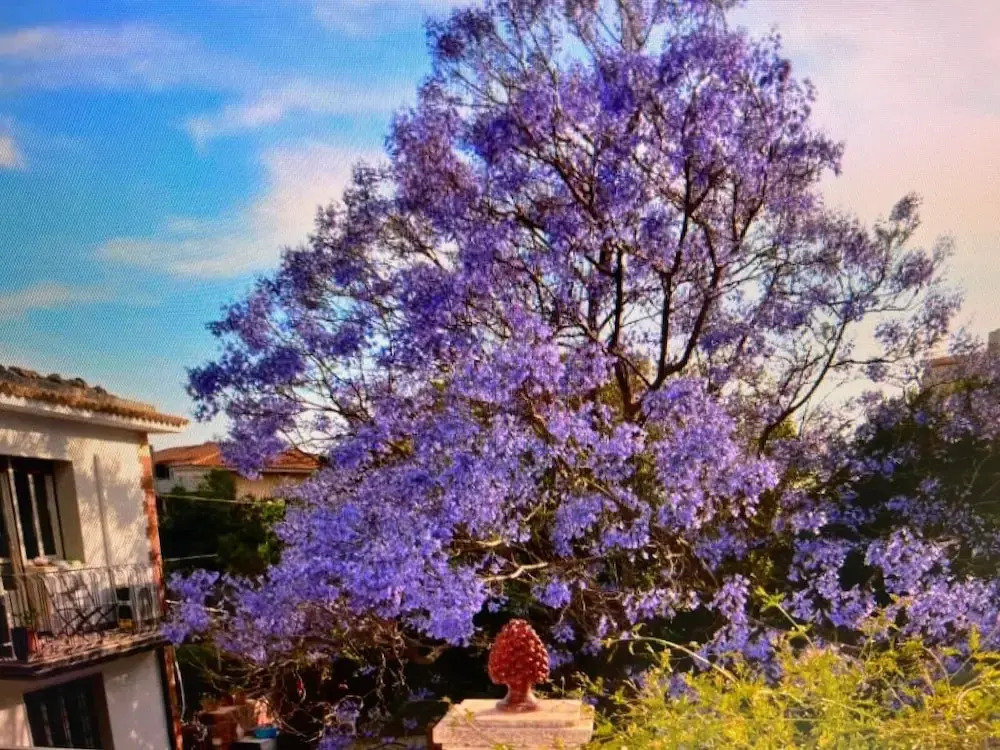 Photo - B&B Garden Grazia