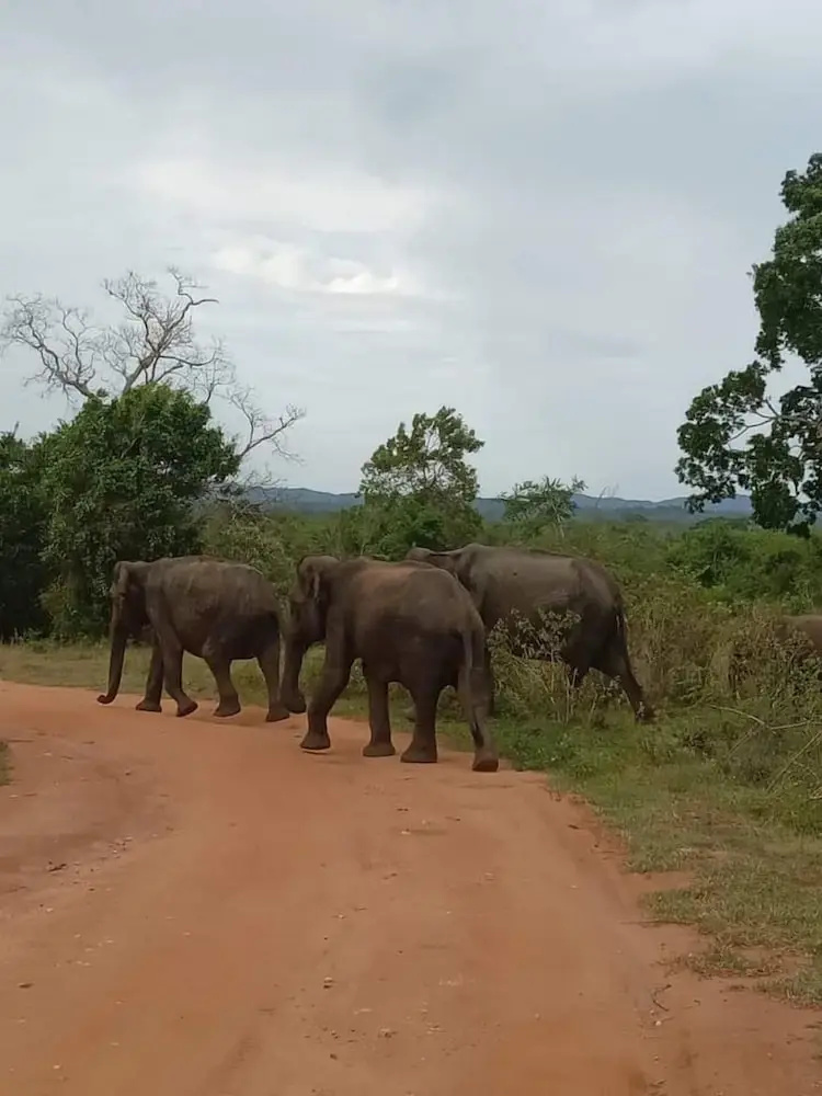 Elephant Safari Lodge