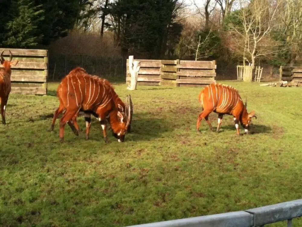 Foto - Denville Hotel