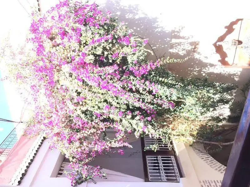 Foto - Riad Dar Palmyra