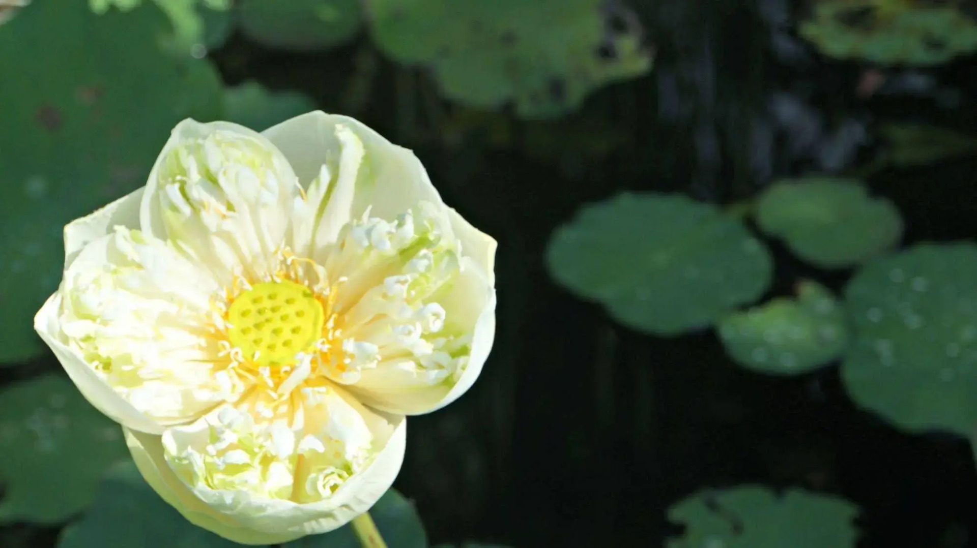 Photo - Samanvaya - Adults Only