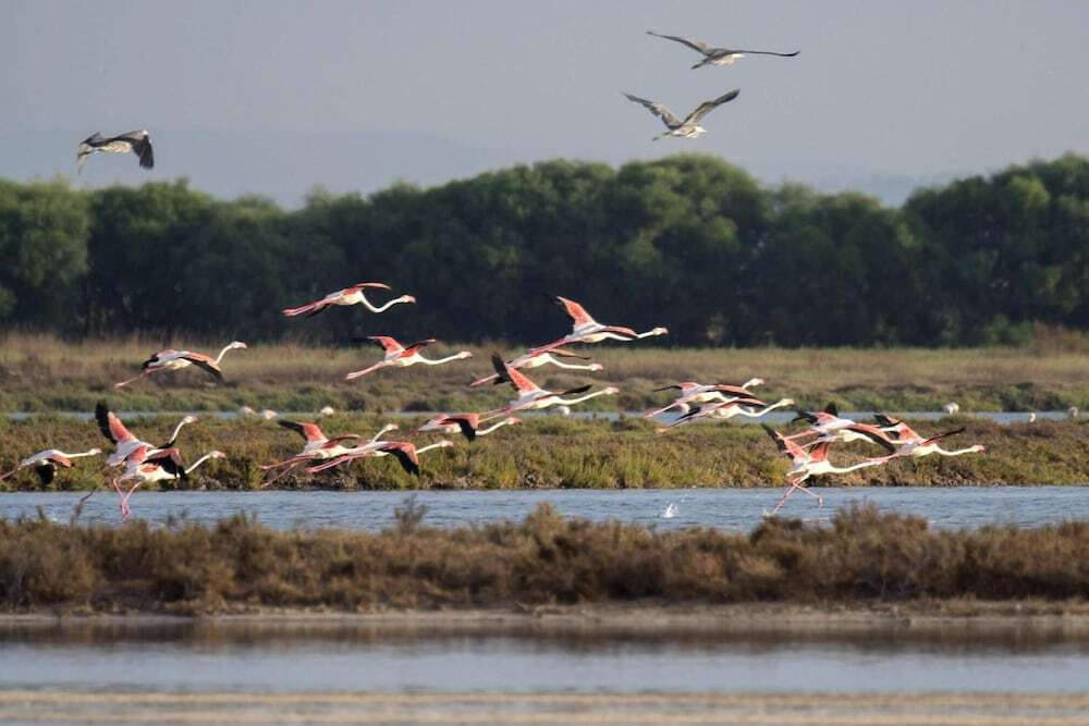 Photo - Sa Pedrera Country Hotel