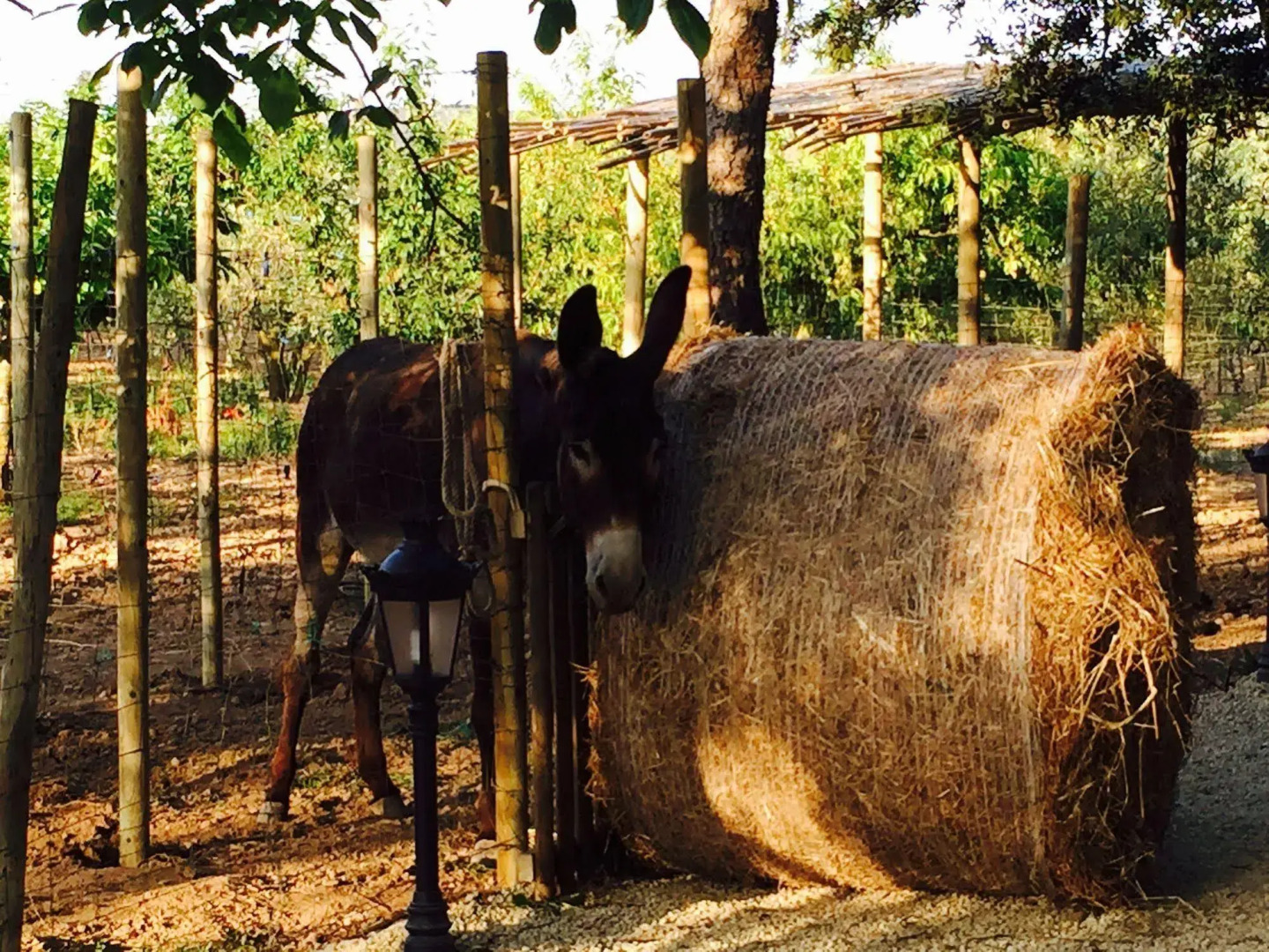 Photo - Agroturismo Sa Vinya des Convent