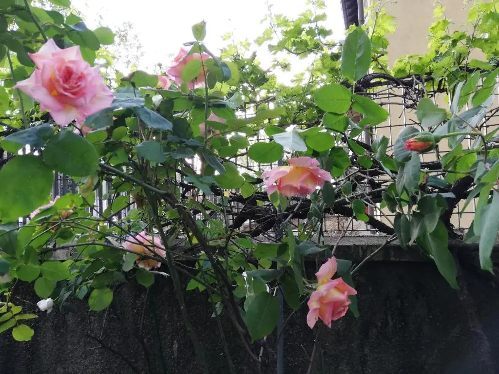 Photo - Villamelchiorre 1