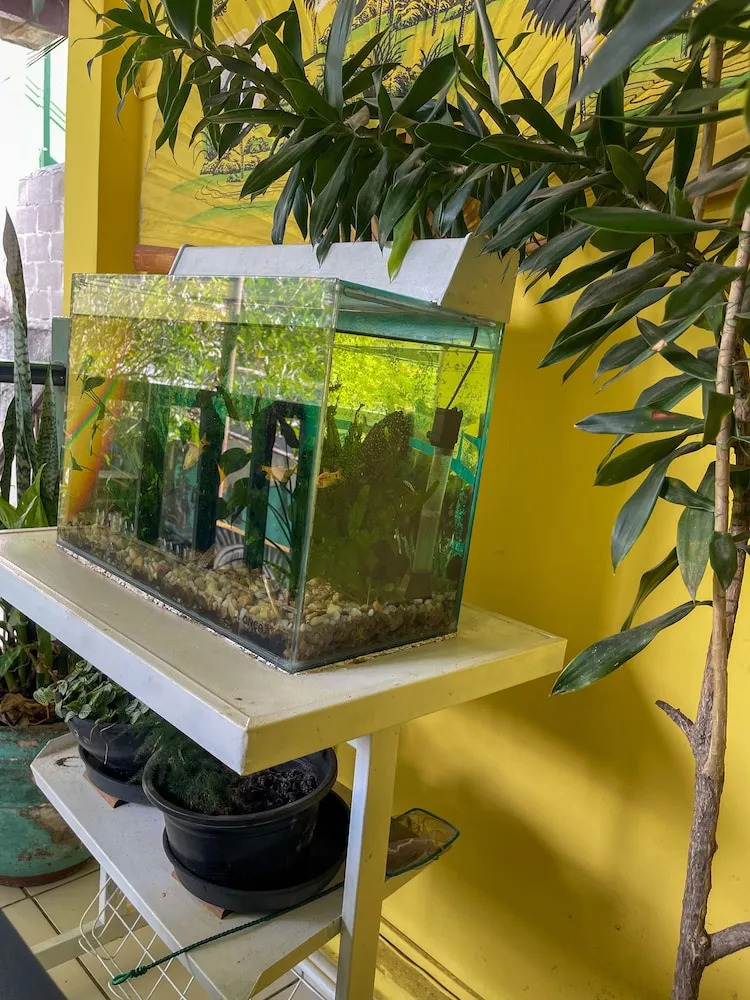 Foto - Onça da Praia Hostel