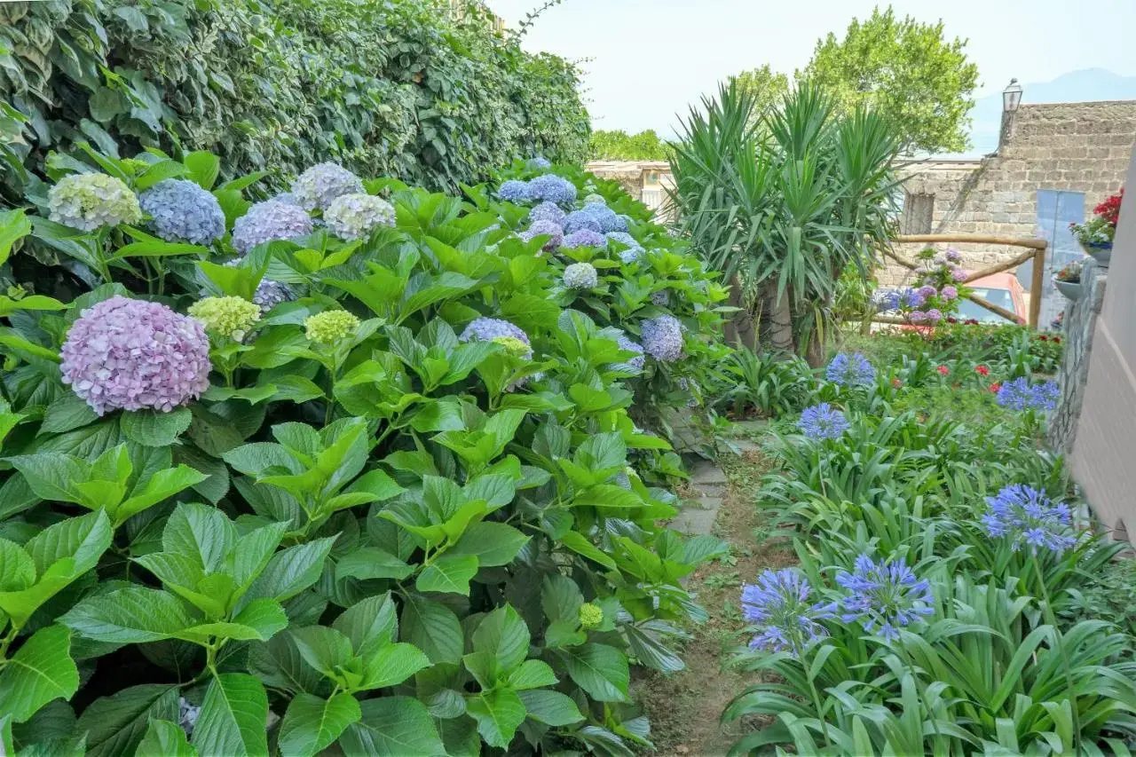 Foto - Hotel Regina Sorrento