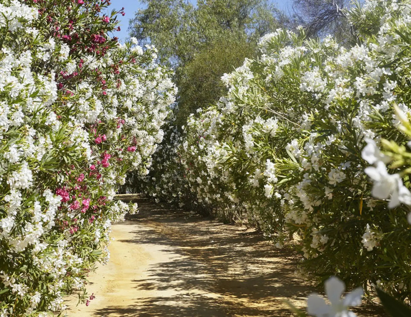 Foto - Hacienda de San Rafael