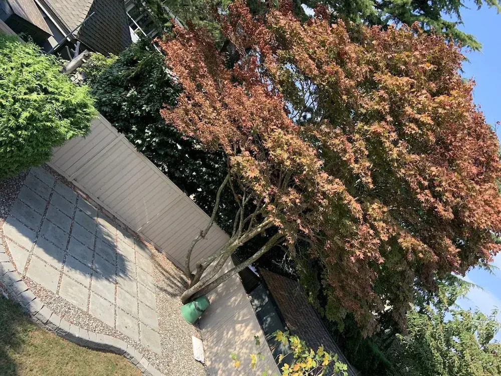 Foto - Orchid House near Vancouver YVR Airport