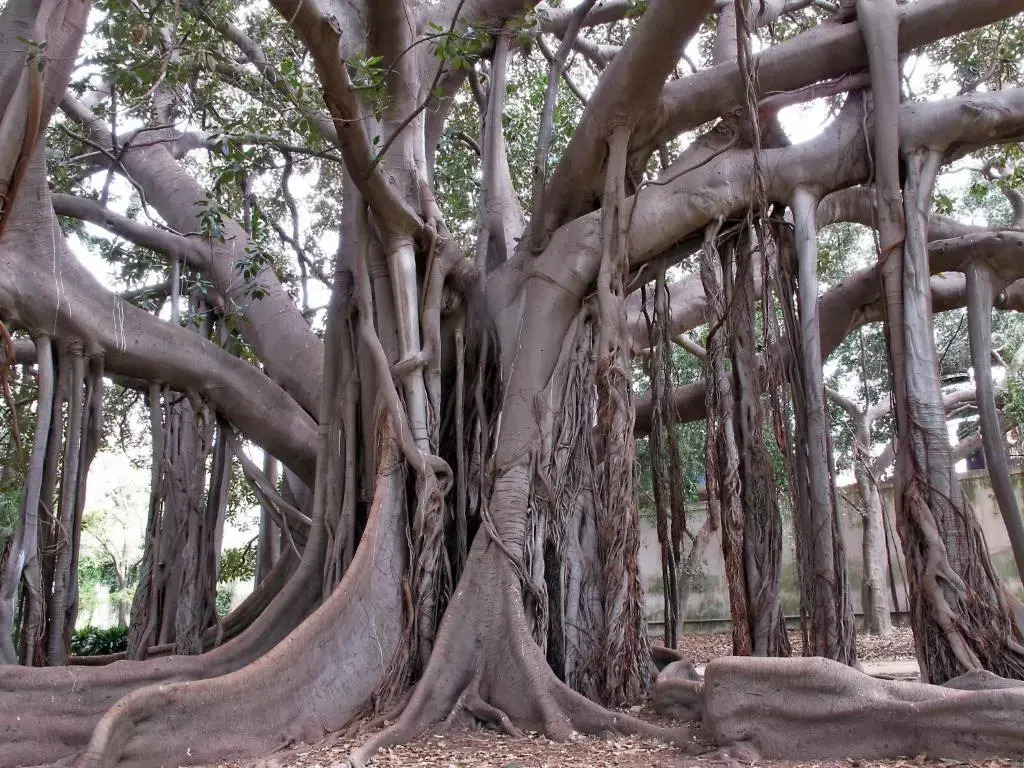 Foto - Residence Hotel Gloria