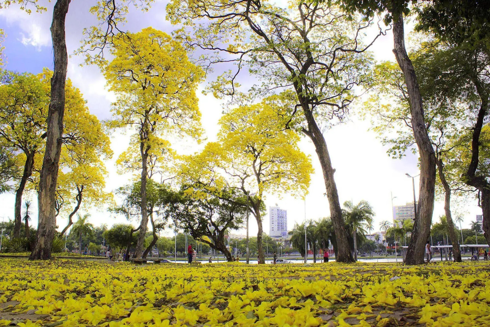 Foto - Smart Hotel João Pessoa