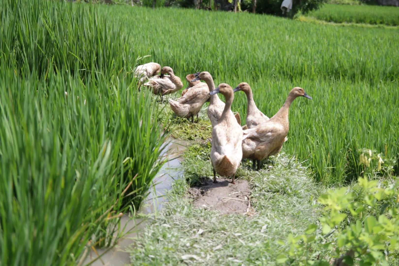 Foto - The Samara Villas & Restaurant