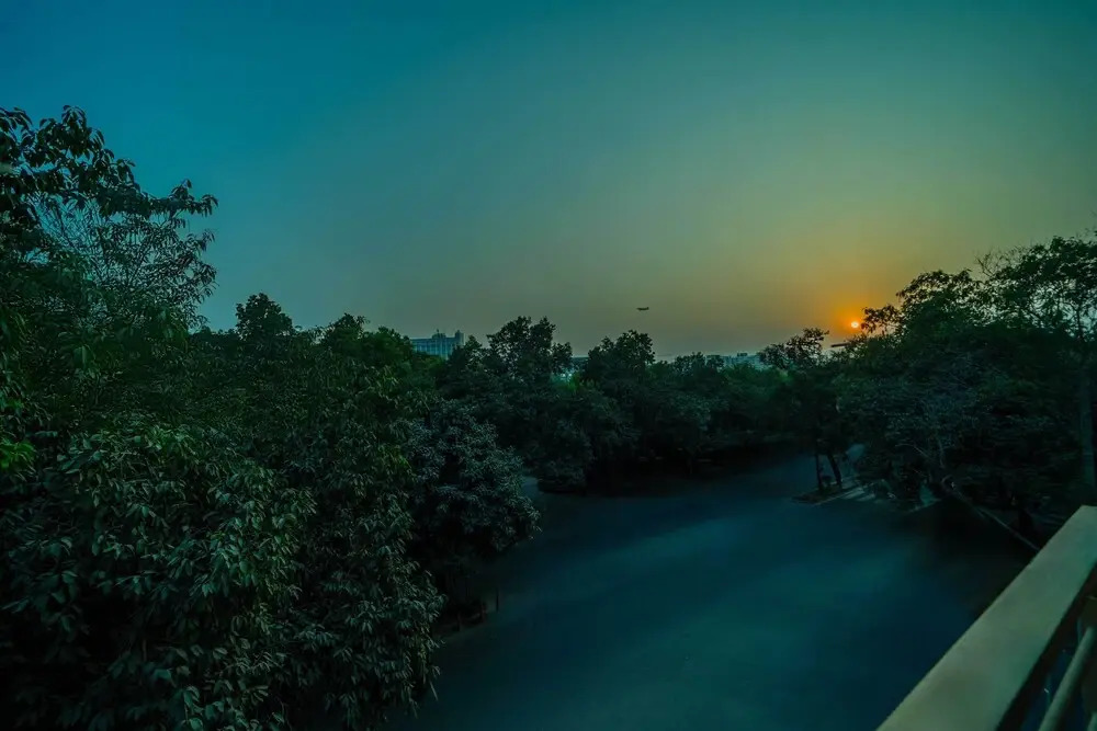 Photo - Treebo Marigold