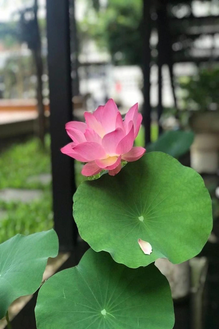 Photo - The Wishes Hotel at Chiangmai