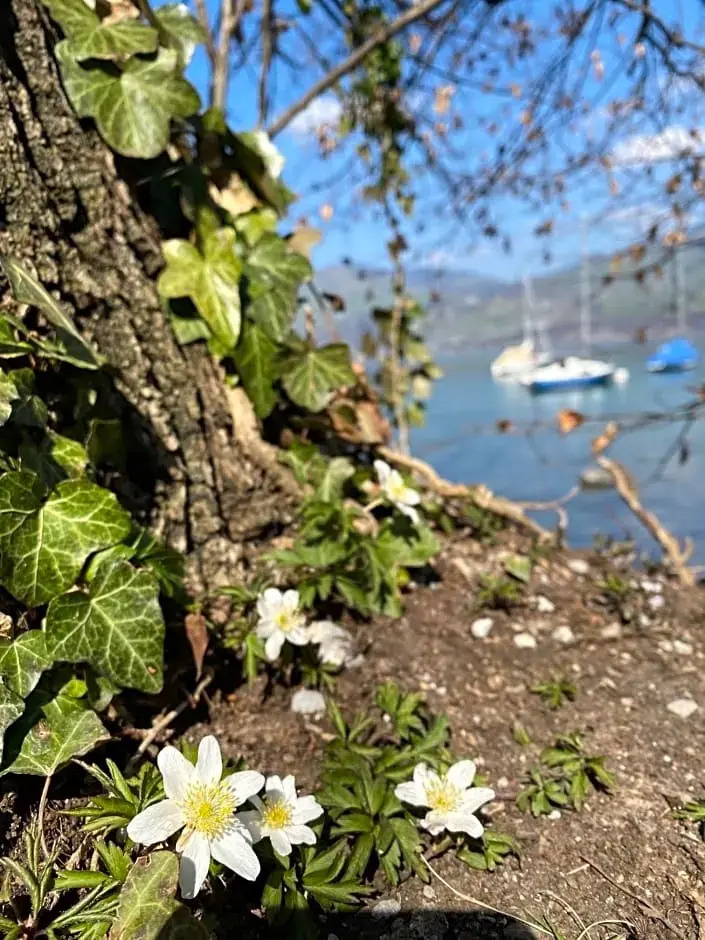 Foto - Hotel Seaside