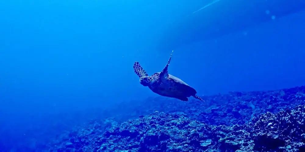 Foto - LACER OKINAWA NAHA Tomariport