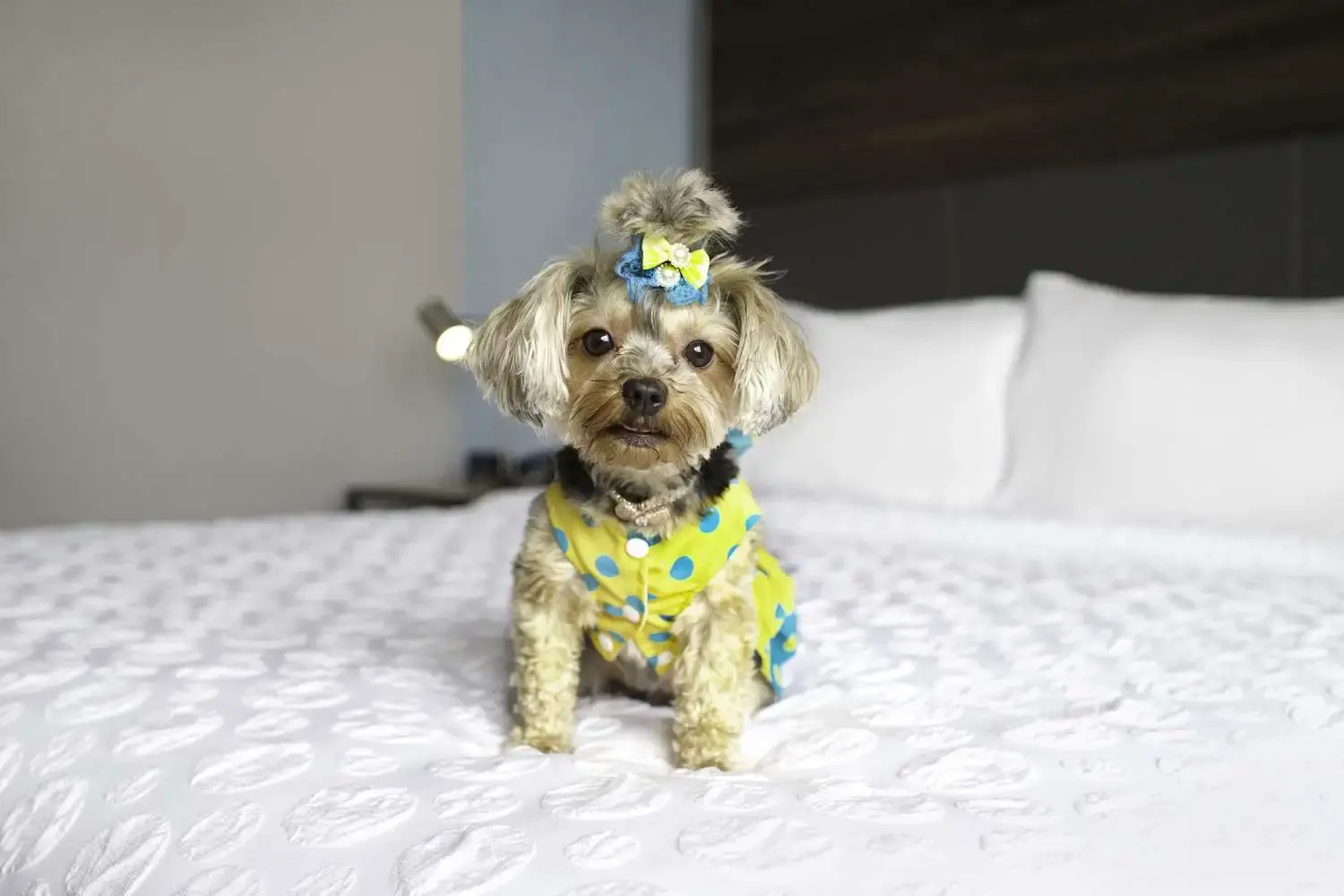 Foto - Tru By Hilton Toronto Airport West