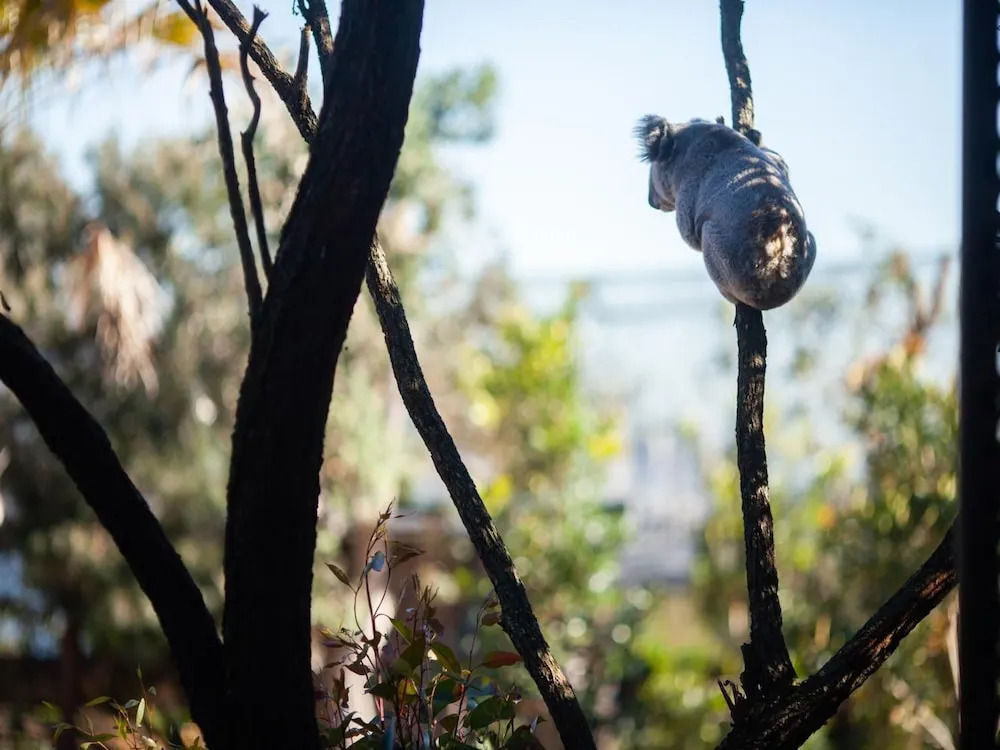 Photo - Wildlife Retreat at Taronga
