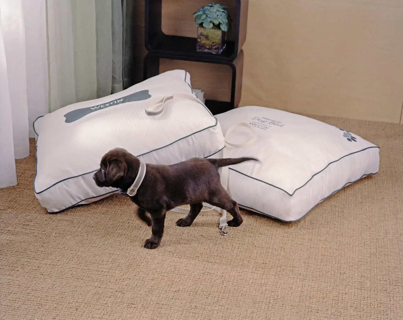 Foto - The Westin Guadalajara