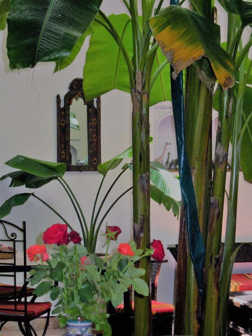 Foto - Riad Marhbabikoum