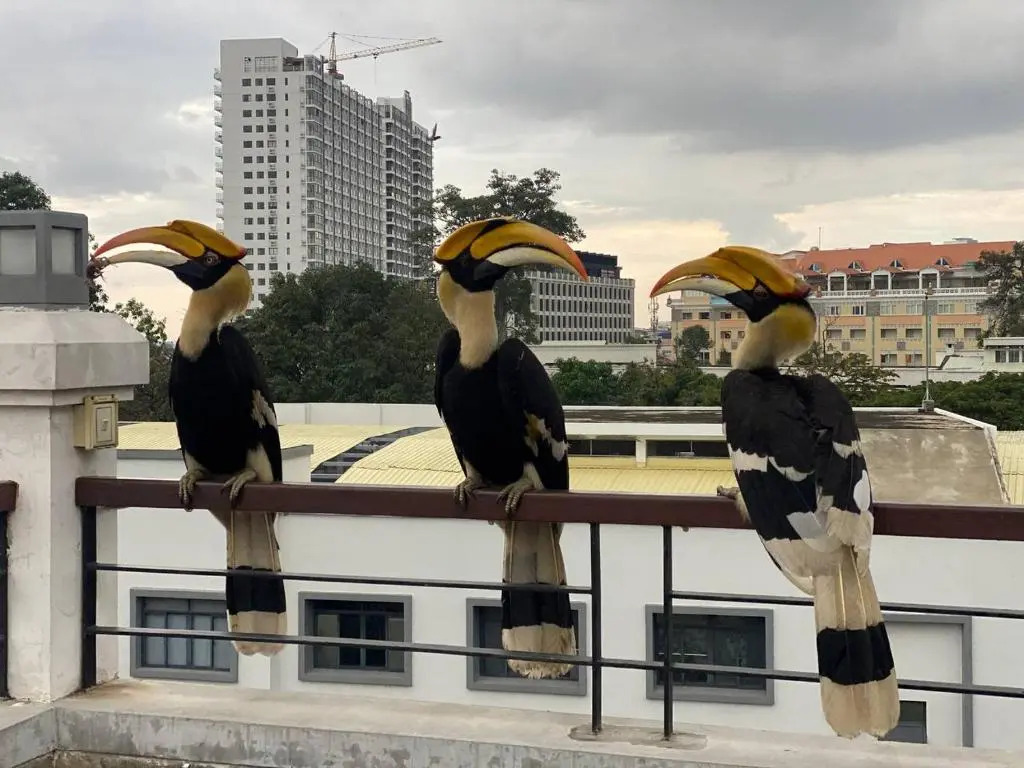 Foto - Pooltop Phnom Penh