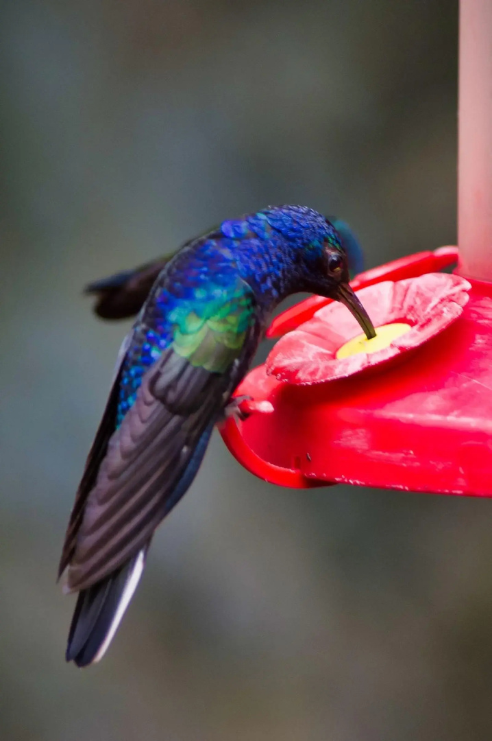 Foto - Hotel Heliconia - Monteverde