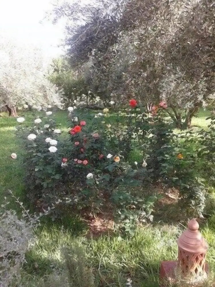 Photo - Riad Sidi Hicham