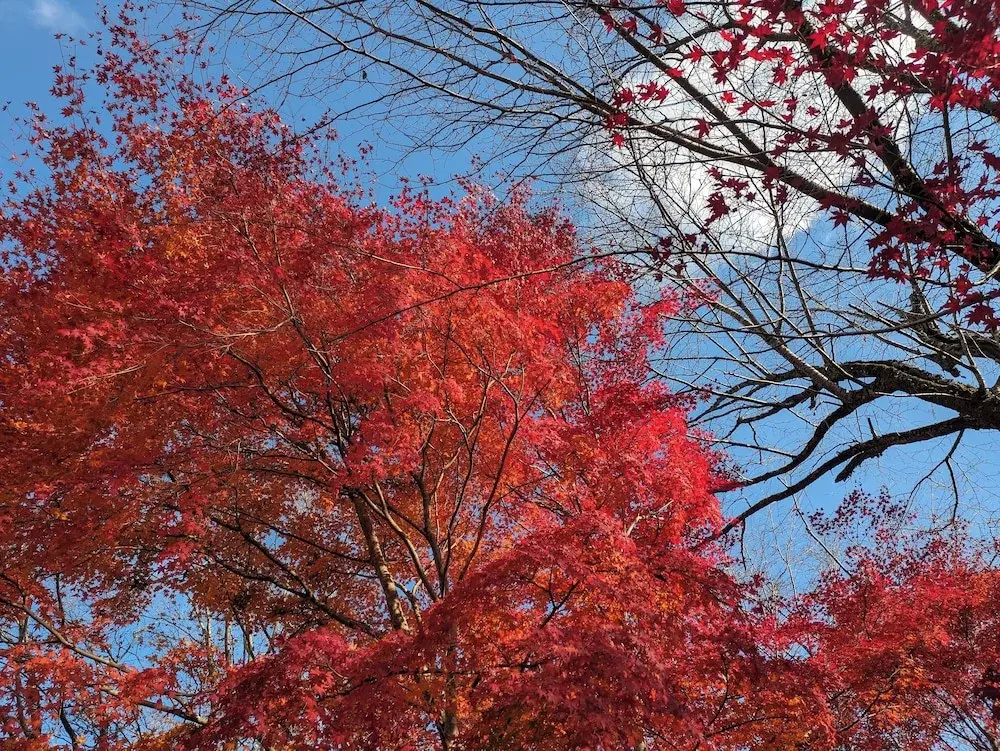Photo - Ryokan Tanoya