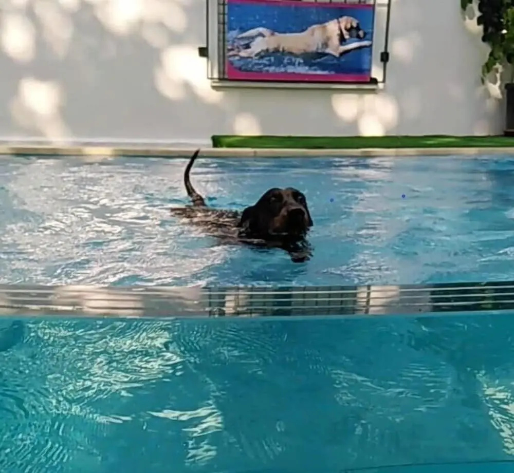 Foto - Kristalex Pet Friends Hotel