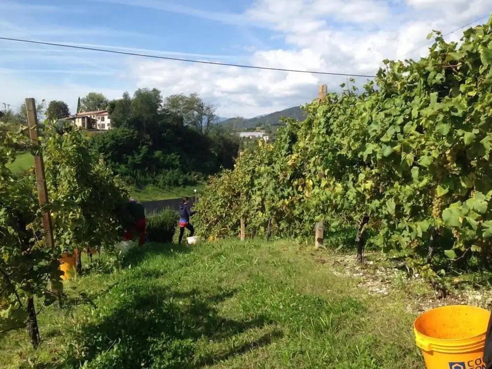 Foto - La Vigna Di Sarah