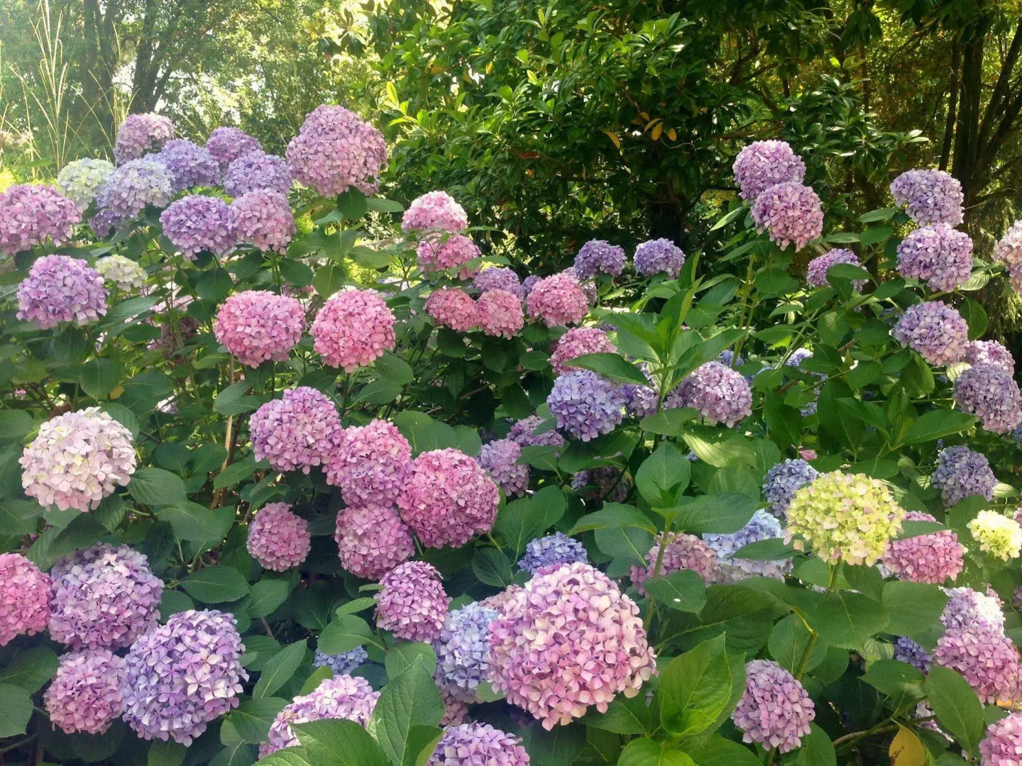 Foto - Villa Abbamer