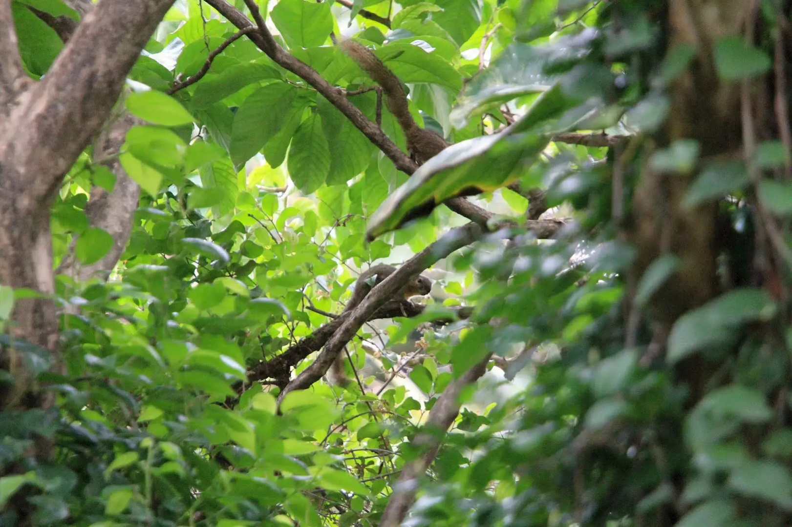 Photo - The Taman Ayu