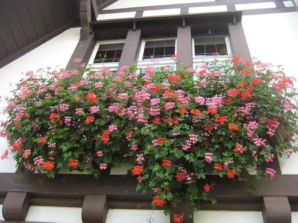 Foto - Boutique Hotel Waldhaus beider Basel