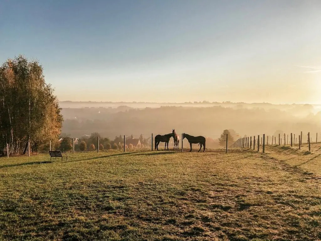 Foto - Hotel Szary Residence
