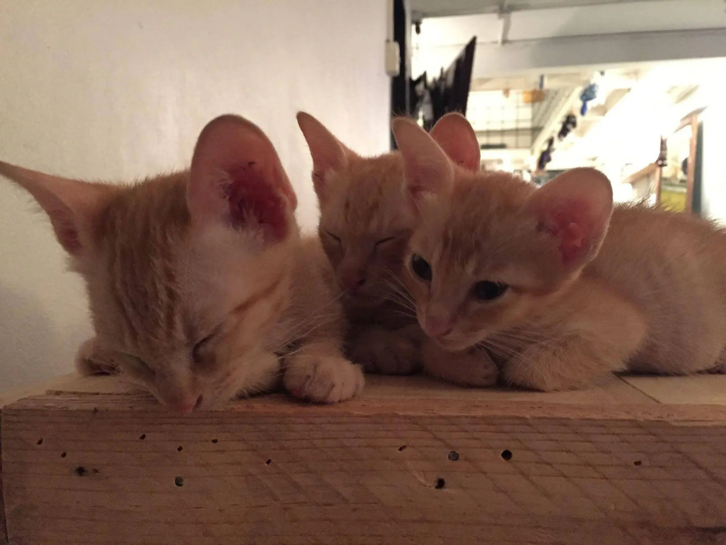 Photo - Bangkok Hub Hostel