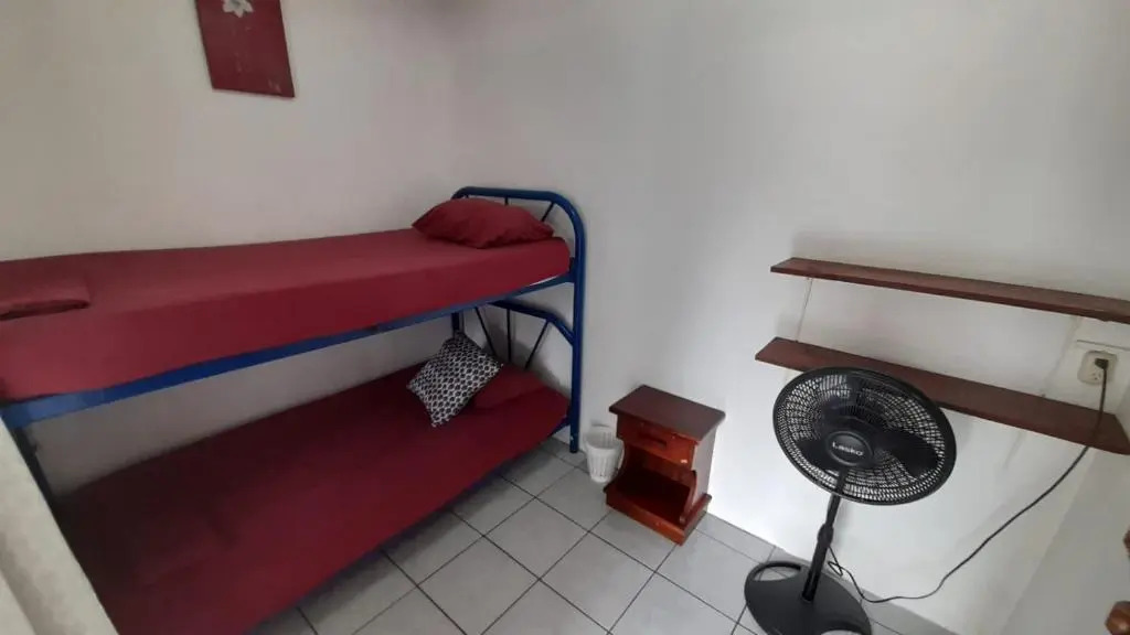 Photo - Wide Mouth Frog Quepos