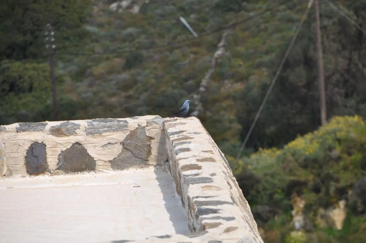 Photo - Belogna Ikons