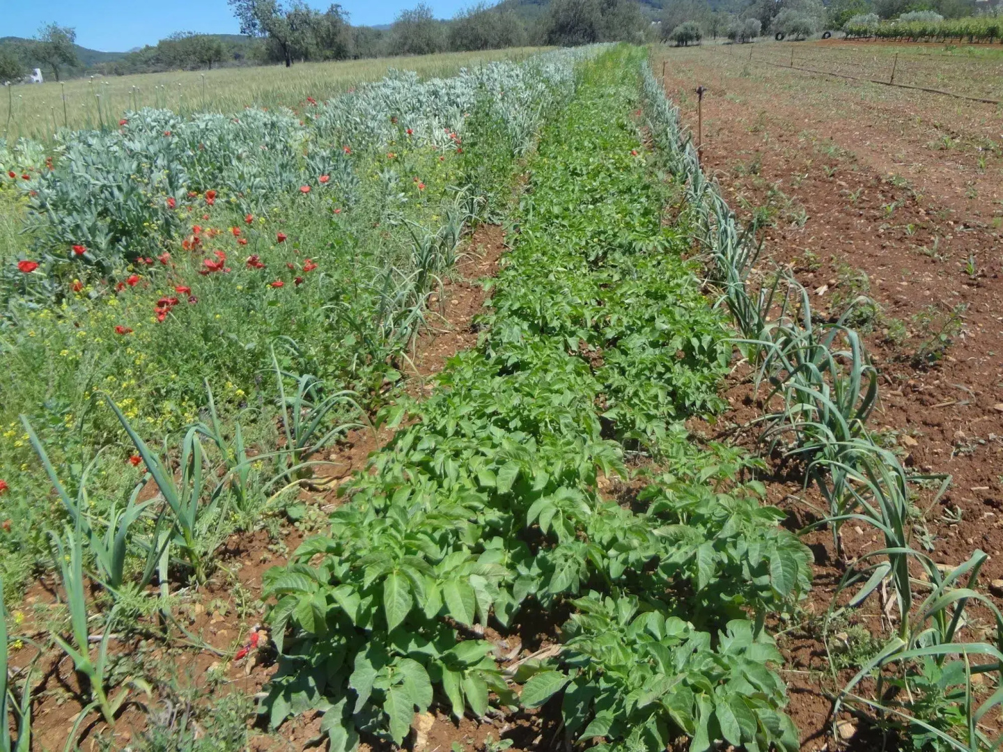 Photo - Agroturismo Sa Vinya d'en Palerm