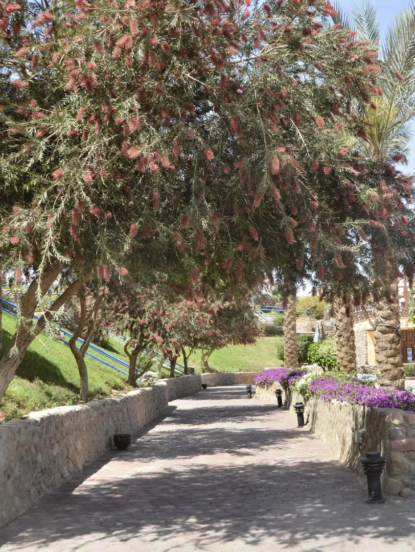 Foto - Queen Sharm Resort