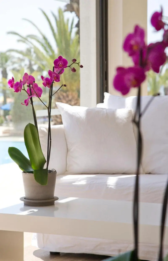 Foto - Sandy Beach Hotel & Spa