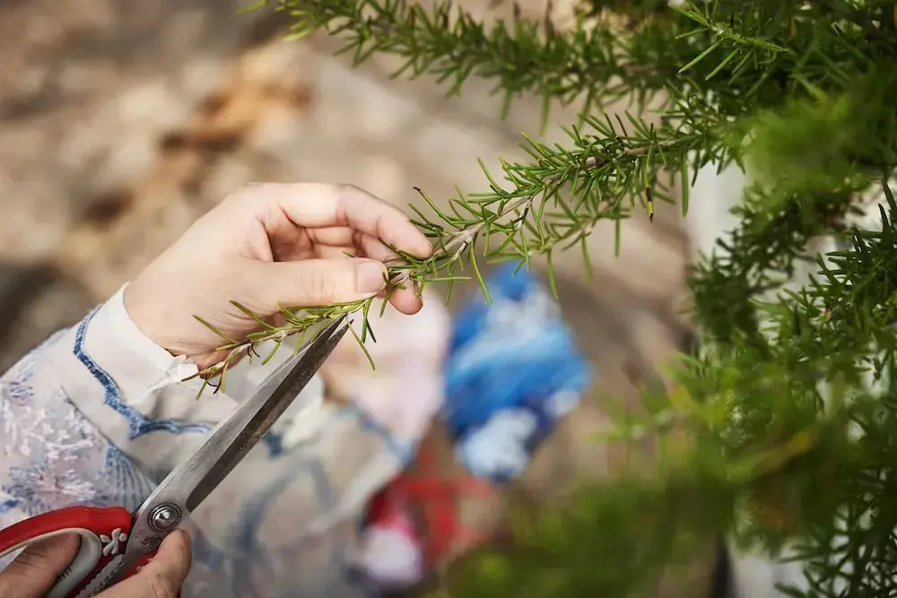 Photo - Manli Hotel Shanghai Pudong Airport Branch-Free shuttle buses to Pudong Airport and Disneyland