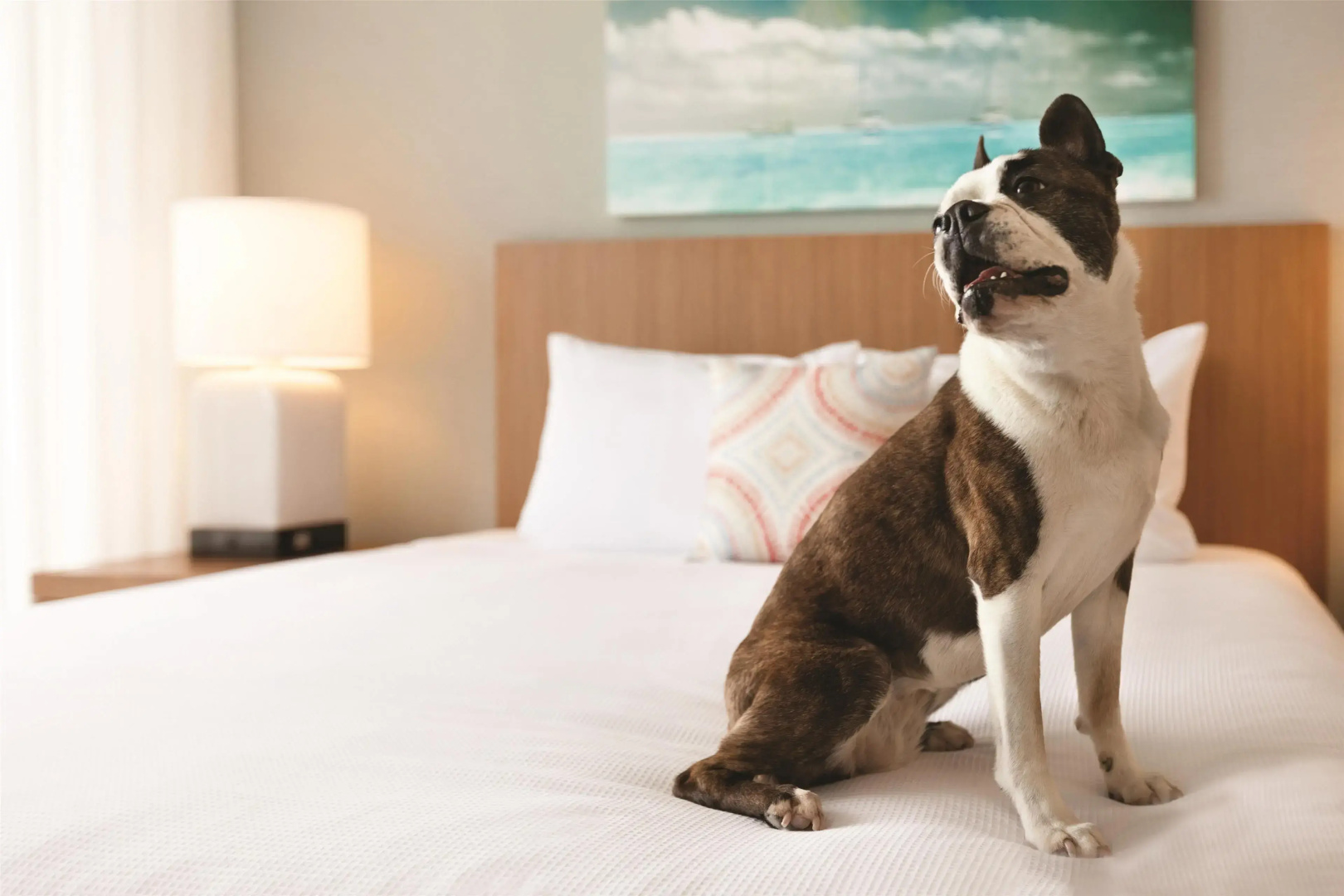 Foto - Hyatt House Virginia Beach / Oceanfront