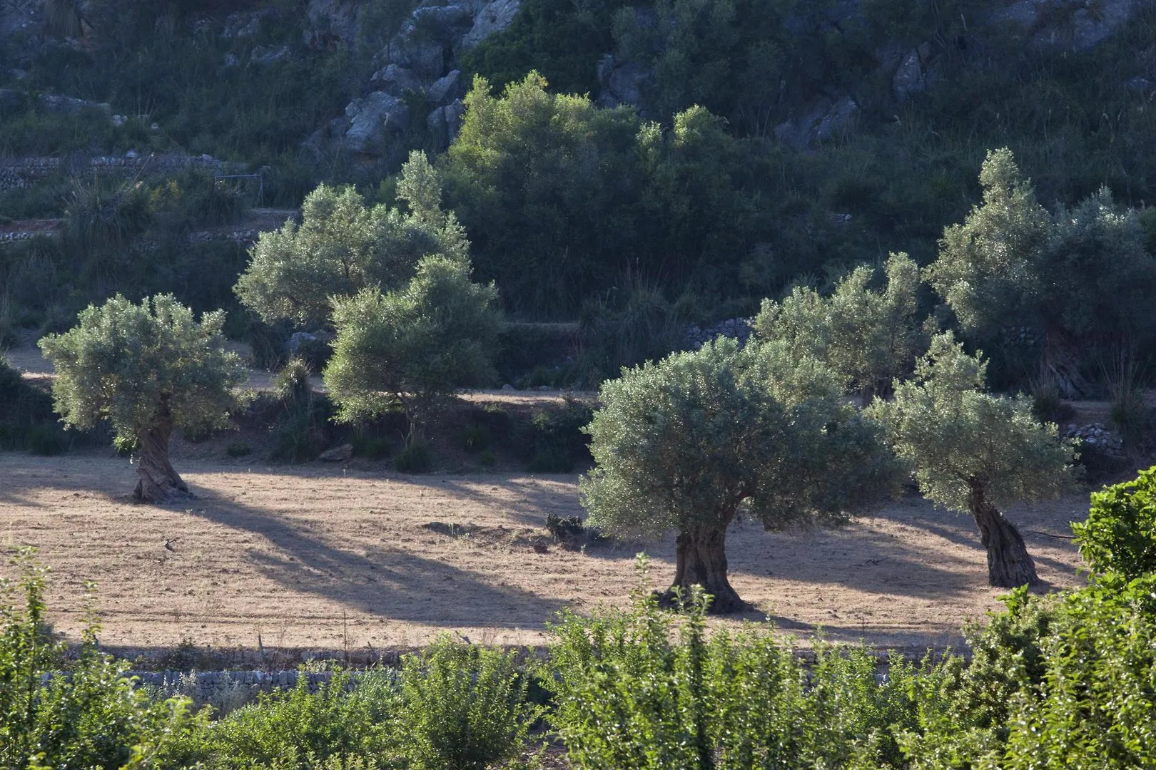 Foto - Hermitage Mallorca Hotel & Spa