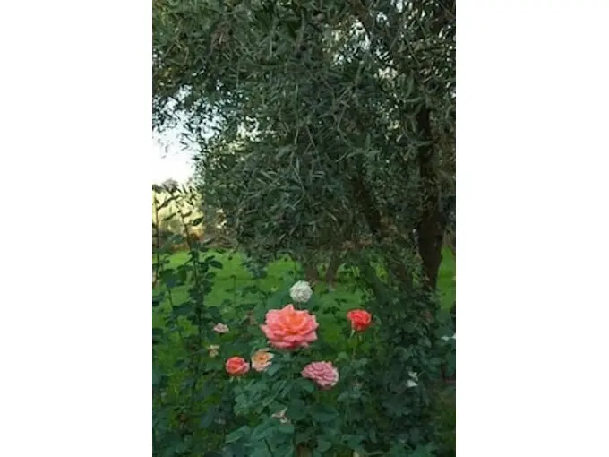 Photo - Riad Sidi Hicham