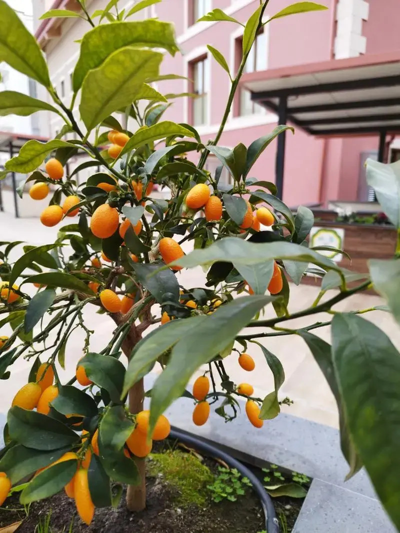 Photo - ROOMS alCentro