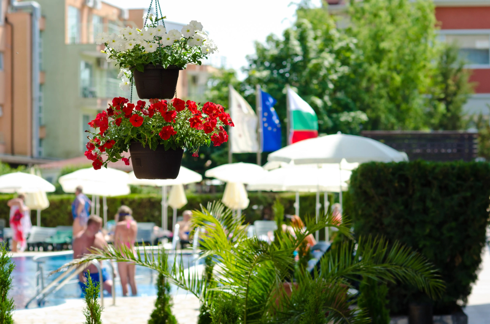 Photo - Lion Sunny Beach