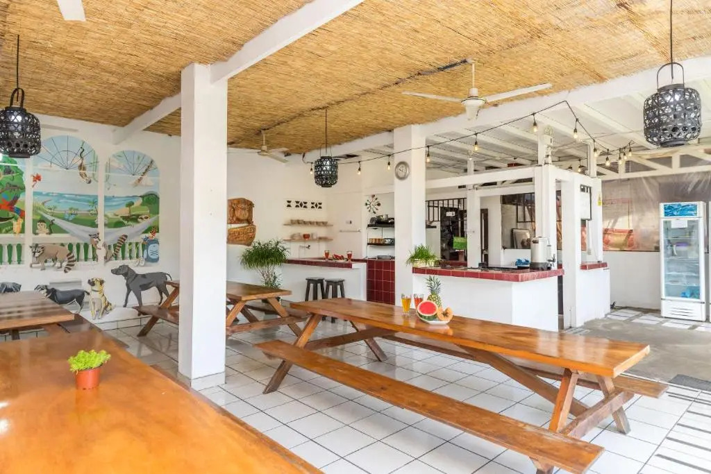 Photo - Wide Mouth Frog Quepos