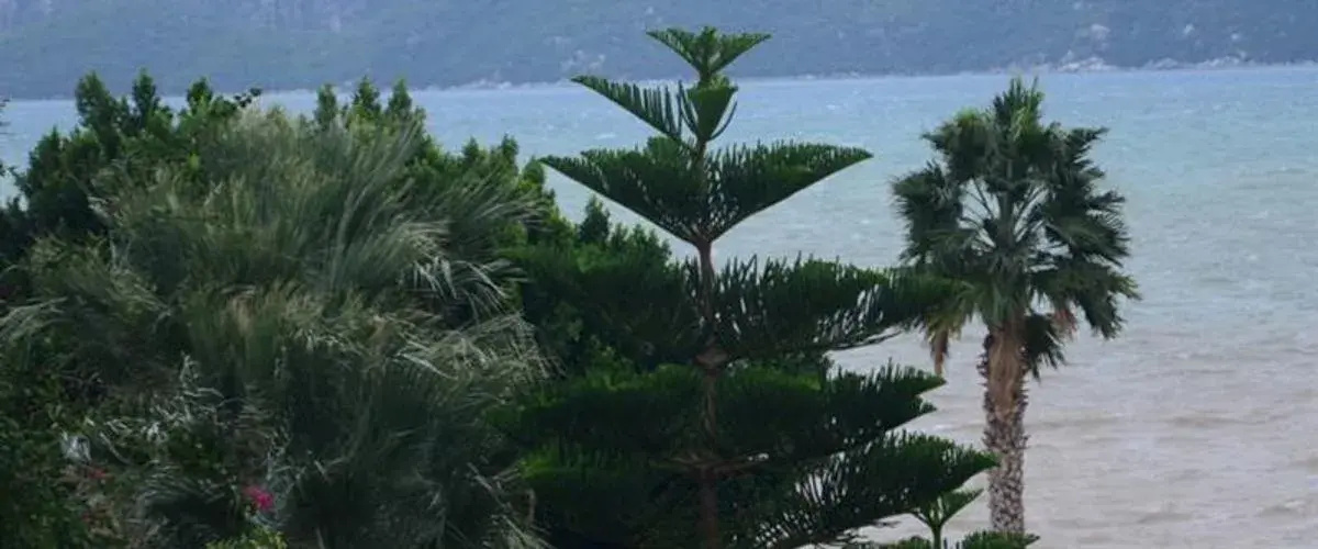 Foto - Almena Hotel